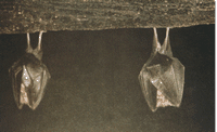 Petit rhinolophe. Hibernant. Cliquer pour agrandir l'image.