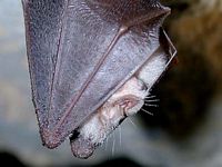 Petit rhinolophe. Cliquer pour agrandir l'image.
