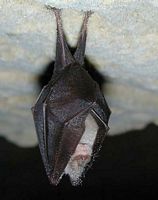 Petit rhinolophe. Cliquer pour agrandir l'image.