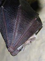 Petit rhinolophe. Cliquer pour agrandir l'image.