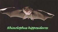 Petit rhinolophe. Cliquer pour agrandir l'image.