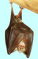 Petit rhinolophe. Cliquer pour agrandir l'image.