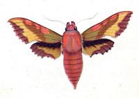 Petit sphinx de la vigne. Planche Huebner. Cliquer pour agrandir l'image.