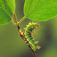 Petit sylvain. Chenille. Cliquer pour agrandir l'image.