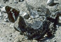 Petit sylvain. Sucant un serpent mort. Cliquer pour agrandir l'image.