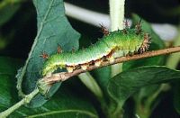 Petit sylvain. Chenille. Cliquer pour agrandir l'image.