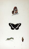 Petit sylvain. Planche d'identification Morris. Cliquer pour agrandir l'image.