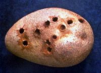 Petite limace grise. Dégâts sur la pomme de terre. Cliquer pour agrandir l'image.