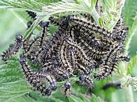Petite tortue. Chenilles. Cliquer pour agrandir l'image.