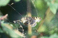 Petite tortue. Petite tortue prise par une araignée. Cliquer pour agrandir l'image.