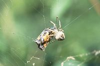Petite tortue emballée par une araignée crabe