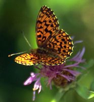Petite violette. Cliquer pour agrandir l'image.