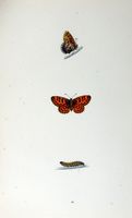 Petite violette. Planche d'identification Morris. Cliquer pour agrandir l'image.