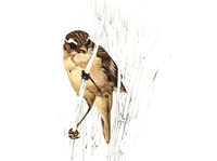 Phragmite des joncs. Cliquer pour agrandir l'image.