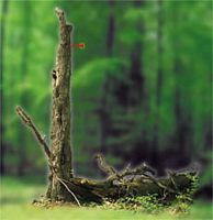Pic cendré. Habitat. Cliquer pour agrandir l'image.