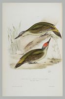 Pic cendré. Gravure Gould. Cliquer pour agrandir l'image.
