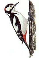 Pic épeiche. Sur un tronc dessin. Cliquer pour agrandir l'image.
