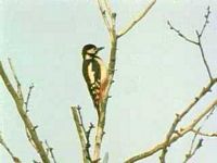 Pic épeiche. Adulte sur un arbre. Cliquer pour agrandir l'image.