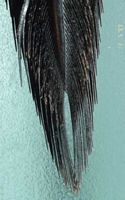 Pic épeiche. Plumes rectrices. Cliquer pour agrandir l'image.