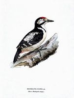Pic épeiche. Juvénile dessin de von Wright. Cliquer pour agrandir l'image.