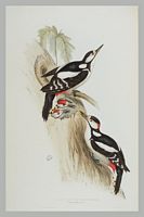 Pic épeiche. Gravure Gould. Cliquer pour agrandir l'image.