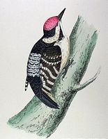 Pic épeichette. Dessin. Cliquer pour agrandir l'image.