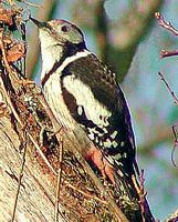 Pic mar. Cliquer pour agrandir l'image.