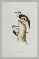Pic mar. Gravure Gould. Cliquer pour agrandir l'image.