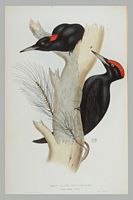 Pic noir. Gravure Gould. Cliquer pour agrandir l'image.