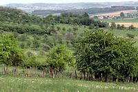 Pic vert. Habitat. Cliquer pour agrandir l'image.