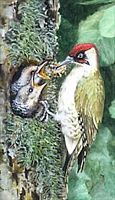 Pic vert. Dessin nourrissage. Cliquer pour agrandir l'image.