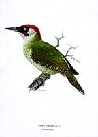 Pic vert. Dessin de Wright. Cliquer pour agrandir l'image.