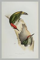 Pic vert. Gravure Gould. Cliquer pour agrandir l'image.