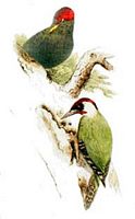Picidés. Oisellerie de Buffon. Cliquer pour agrandir l'image.