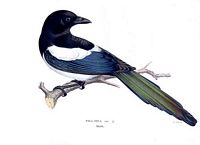 Pie bavarde. Planche d'identification von Wright. Cliquer pour agrandir l'image.