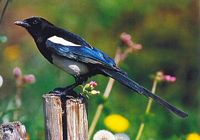 Pie bavarde. Cliquer pour agrandir l'image.