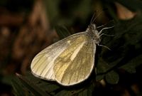 Piéride de la moutarde. Cliquer pour agrandir l'image.