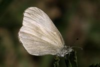 Piéride de la moutarde. Cliquer pour agrandir l'image.