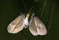 Piéride de la moutarde. Accouplement. Cliquer pour agrandir l'image.