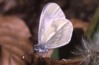 Piéride de la moutarde. Cliquer pour agrandir l'image.