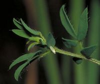 Piéride de la moutarde. Oeuf. Cliquer pour agrandir l'image.