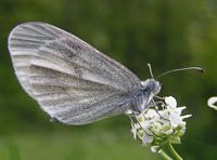 Piéride de la moutarde. Cliquer pour agrandir l'image.