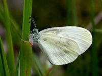 Piéride de la moutarde. Cliquer pour agrandir l'image.