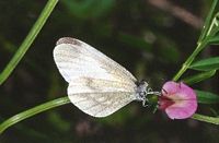Piéride de la moutarde. Mâle. Cliquer pour agrandir l'image.