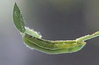 Piéride de la moutarde. Chenille. Cliquer pour agrandir l'image.