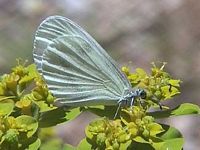 Piéride de la moutarde. Cliquer pour agrandir l'image.