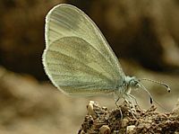 Piéride de la moutarde. Cliquer pour agrandir l'image.