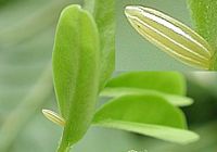 Piéride de la moutarde. Oeufs. Cliquer pour agrandir l'image.