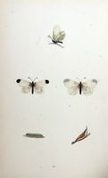 Piéride de la moutarde. Planche d'identification Morris. Cliquer pour agrandir l'image.