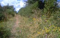 Piéride de la rave. Habitat. Cliquer pour agrandir l'image.